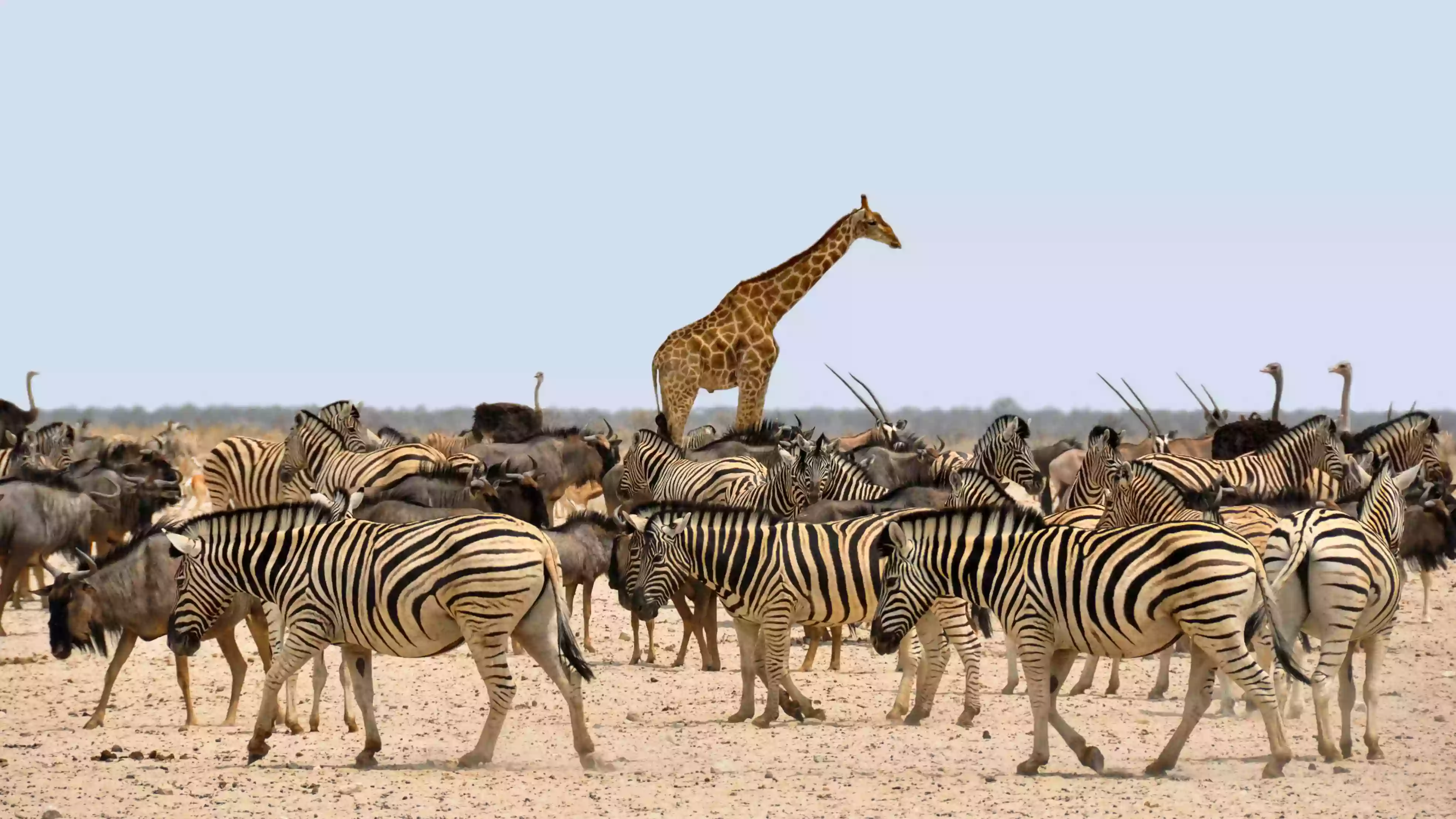 Africa-zebra-travelwzus