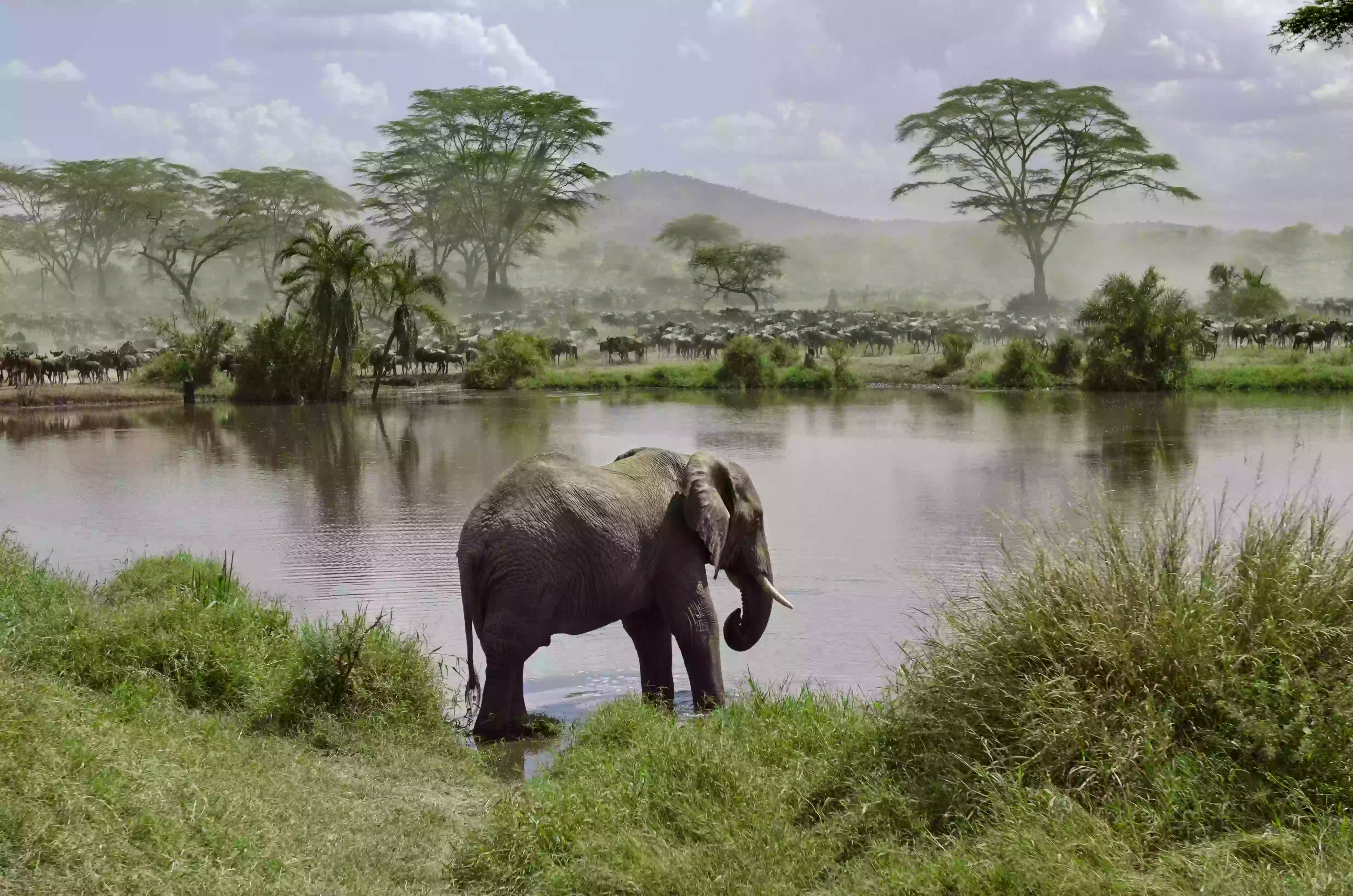 Elephant-in-river-in-Serengeti-National-Park-Tanzania-Africa-travelwzus