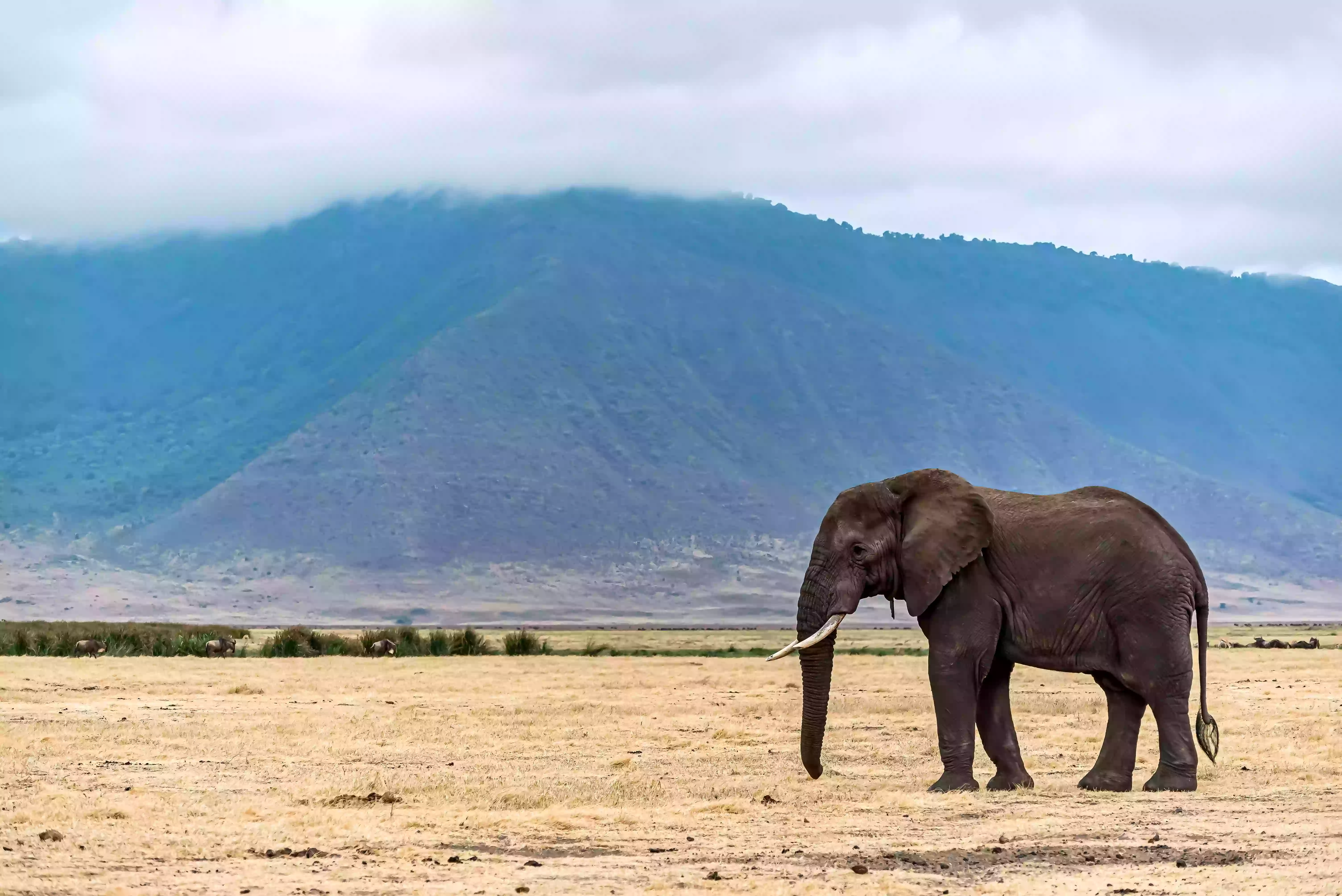 closeup-shot-cute-elephant-walking-dry-grass-wilderness