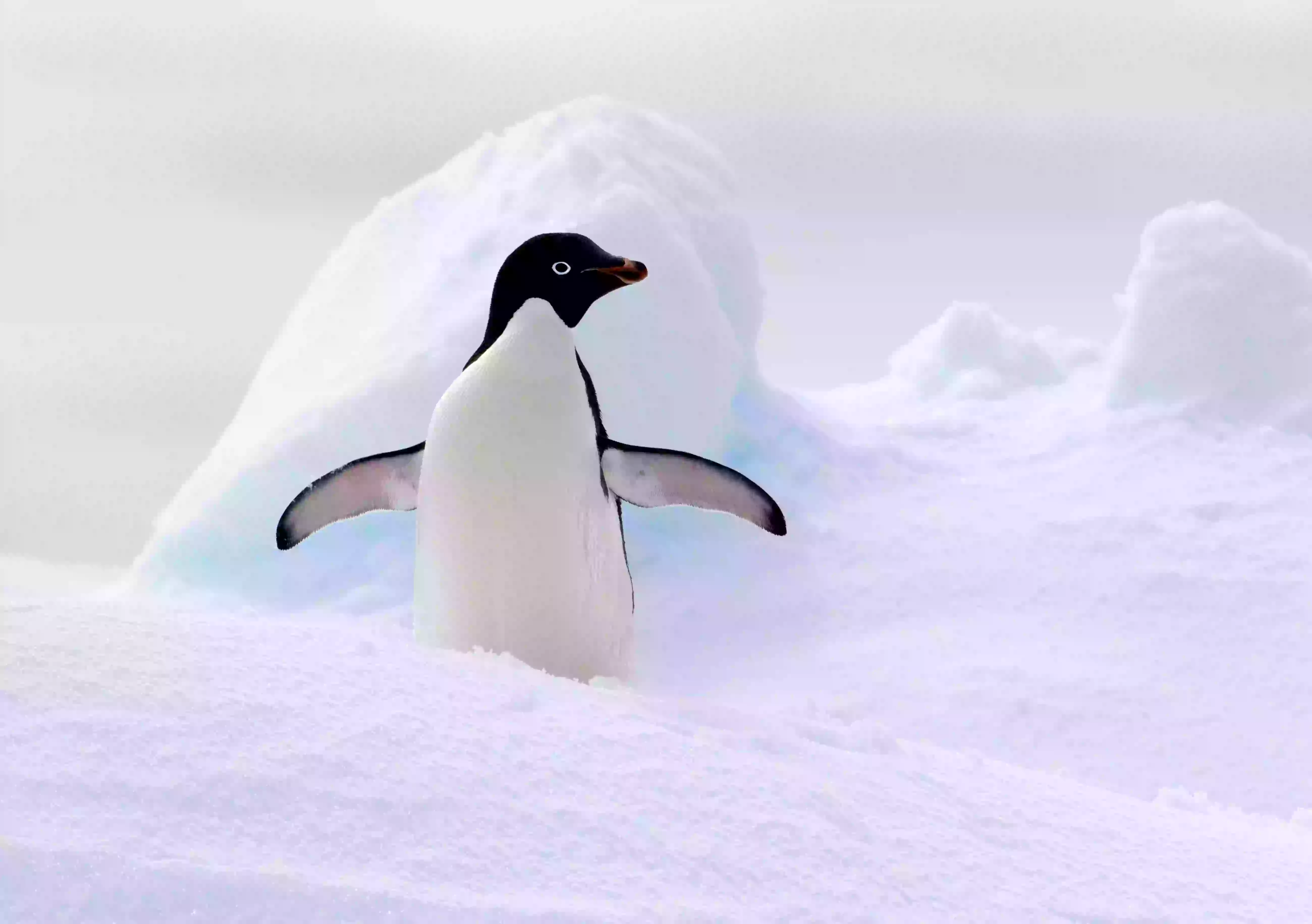 adelie-penguin-on-ice-floe-in-the-southern-ocean-antarctica | Travel wz us