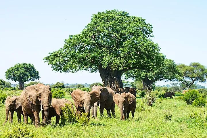 travel-story-national-park-Serengeti-National-Park-Tanzania-travelwzus